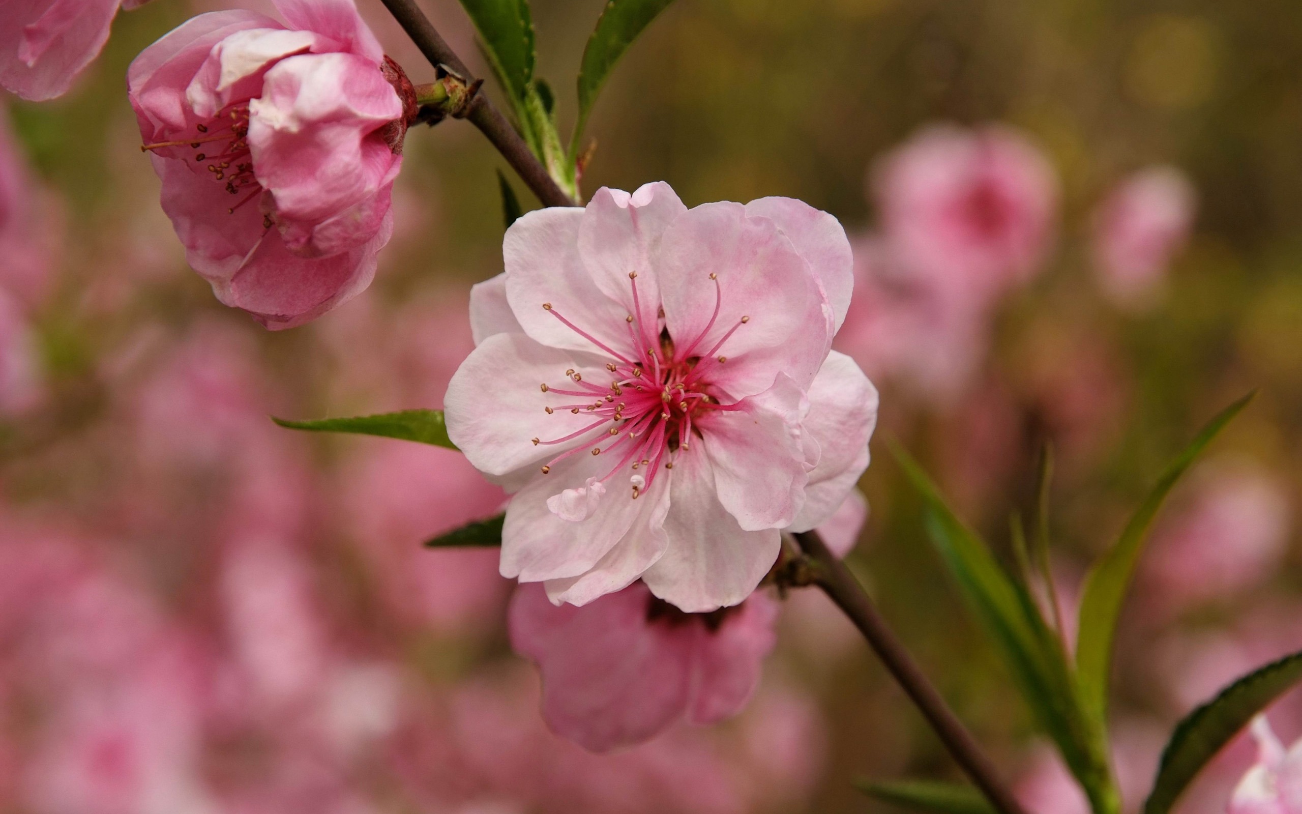 Animal Flower Macro (Bewehren) #7 - 2560x1600