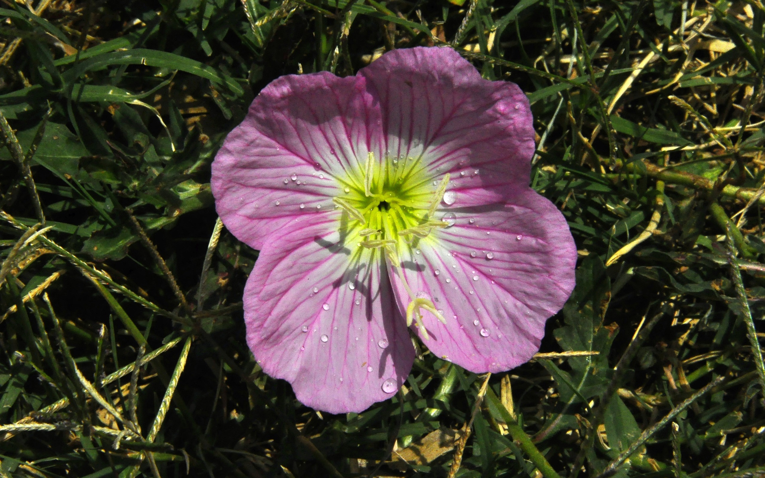 Revelar fragantes flores (antigua Kang funciona bien) #10 - 2560x1600