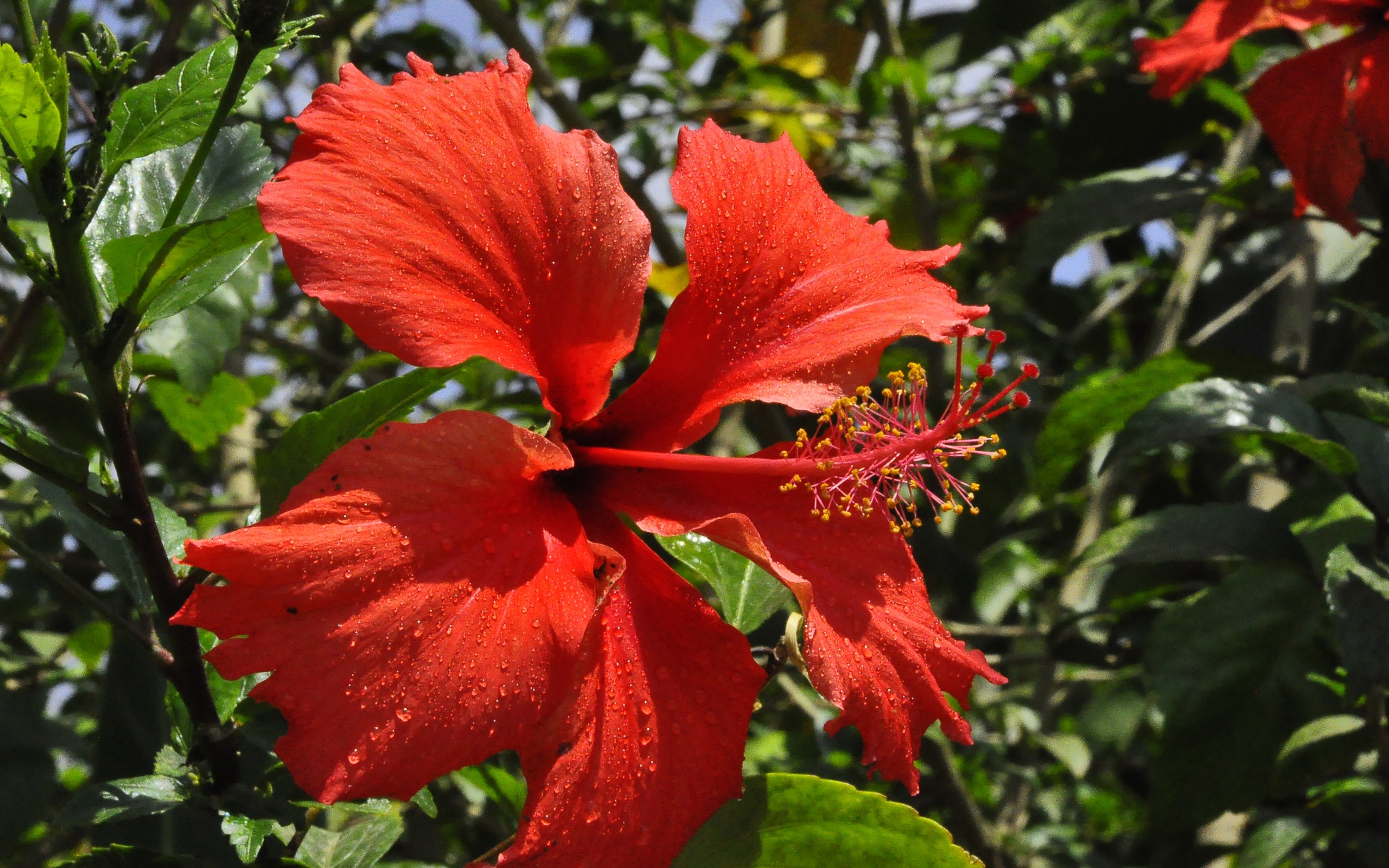 Revelar fragantes flores (antigua Kang funciona bien) #15 - 2560x1600