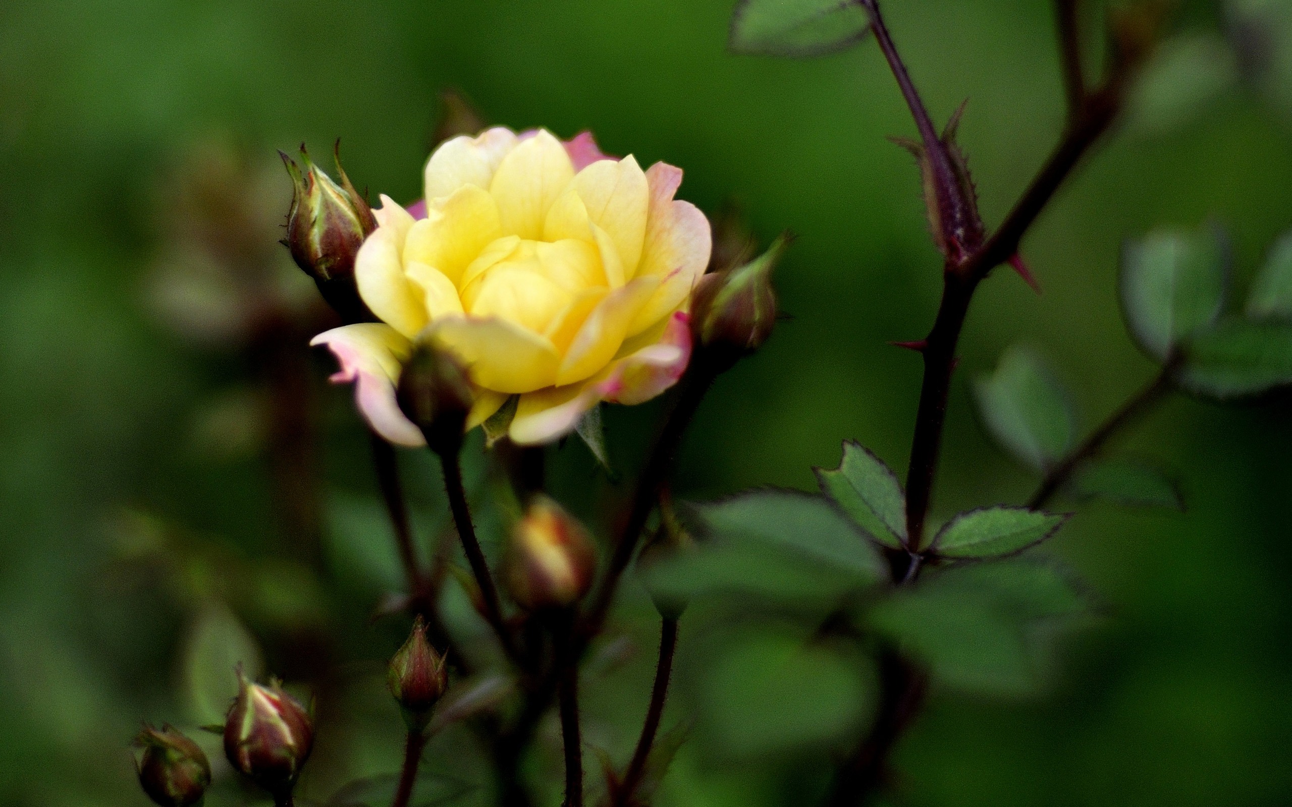 HD Flores colección de fotografía (1) #2 - 2560x1600