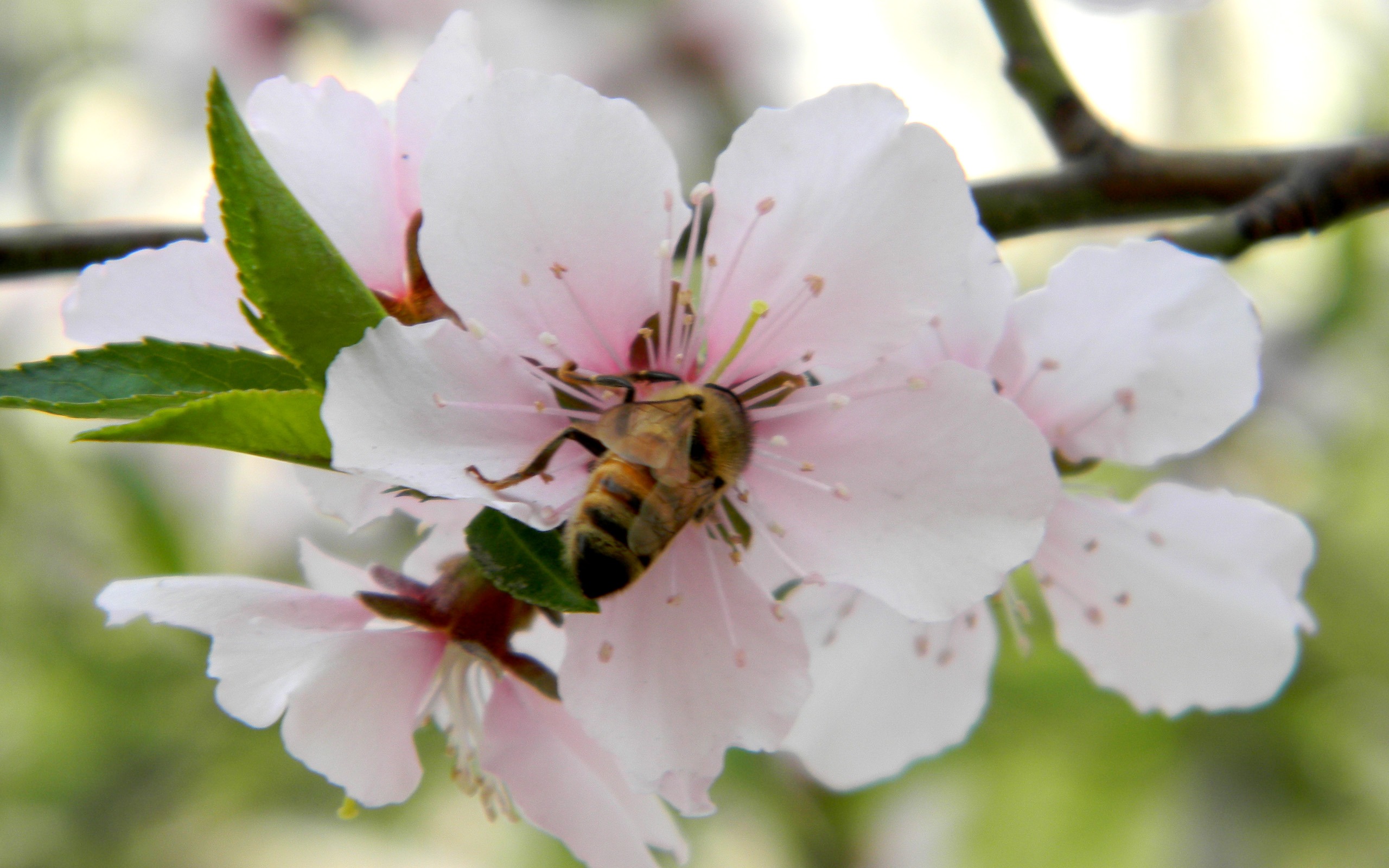 花のHD写真コレクション (1) #6 - 2560x1600