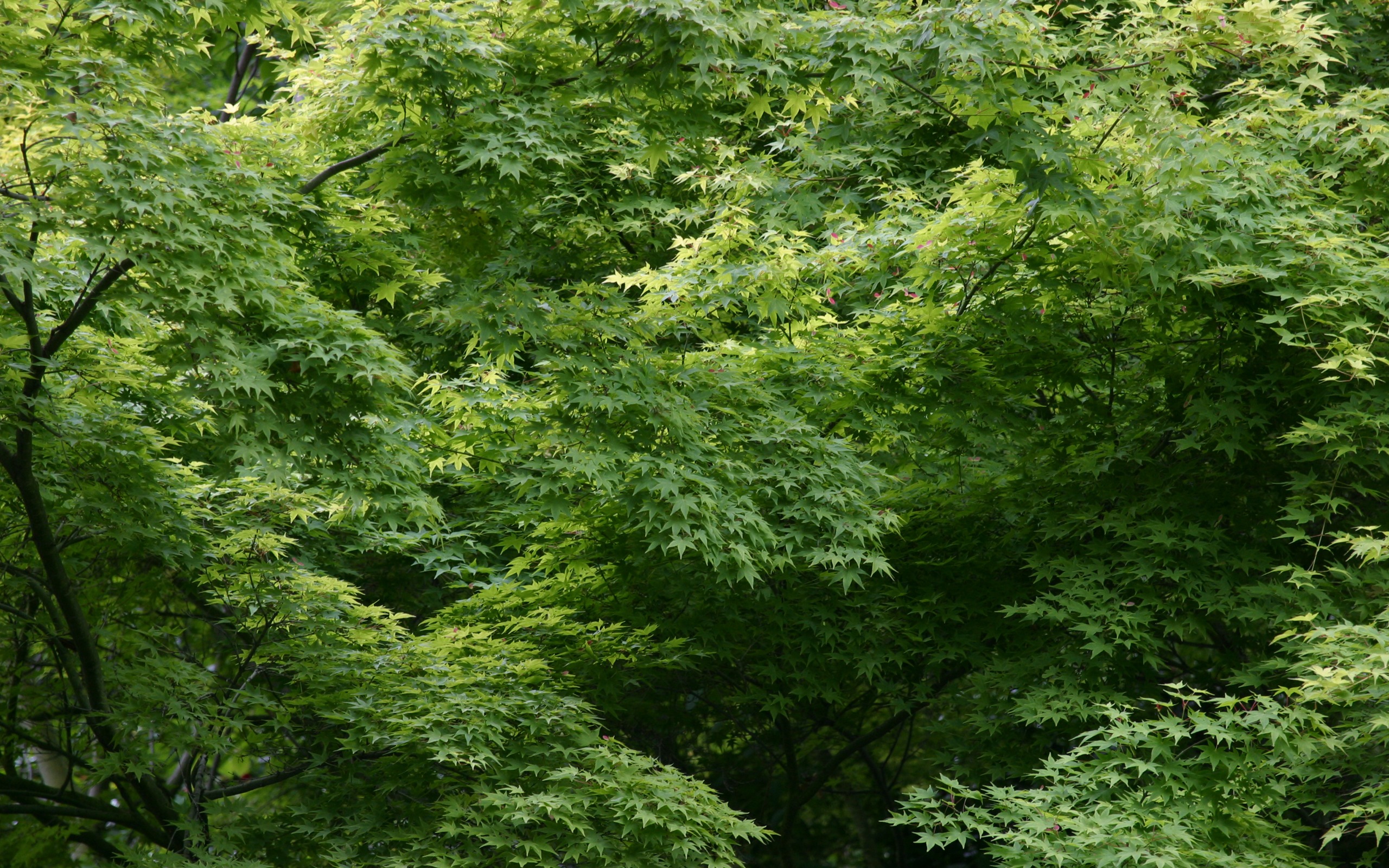 Velké zelené listy close-up květina tapety (1) #8 - 2560x1600
