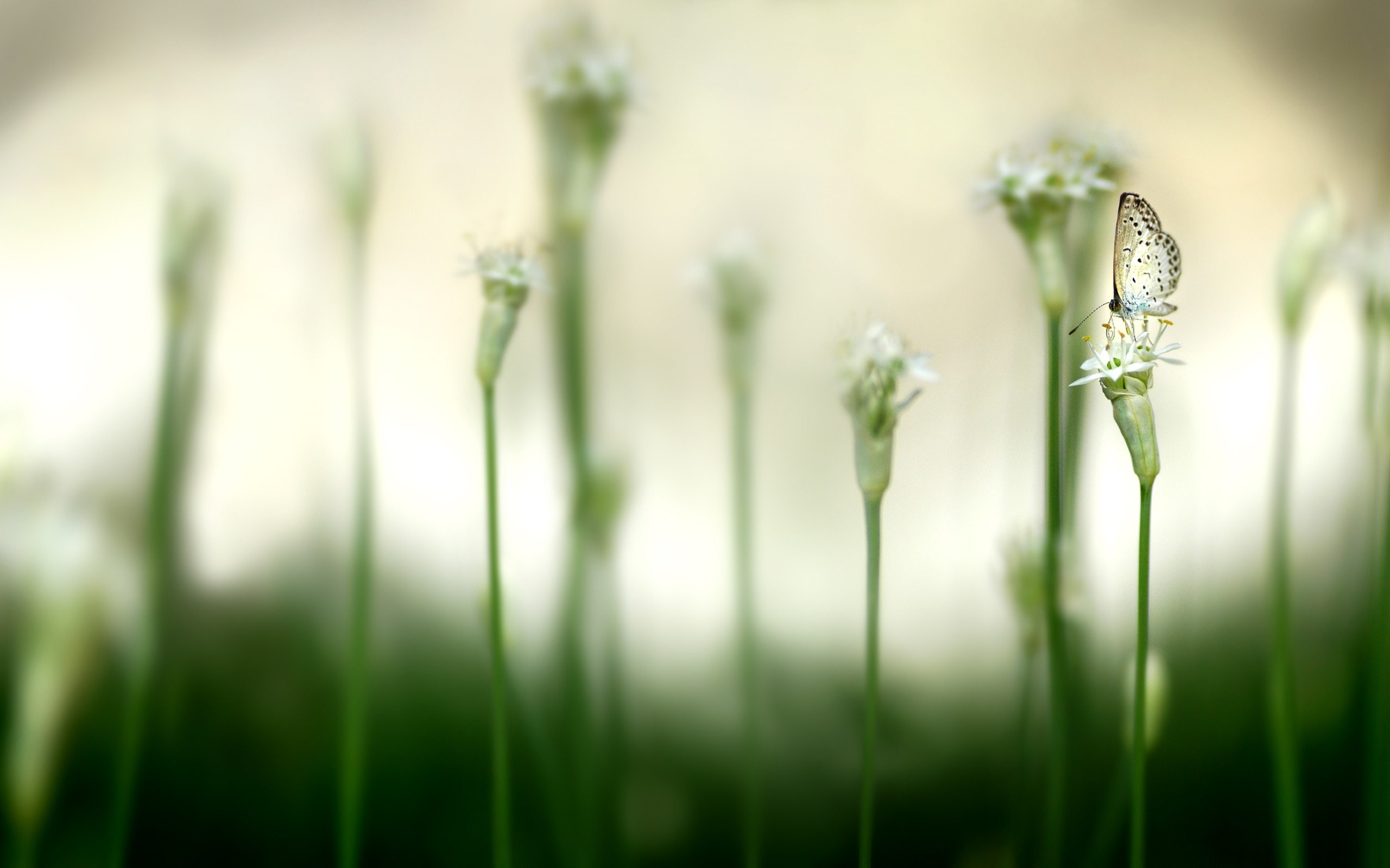 Velké zelené listy close-up květina tapety (1) #13 - 2560x1600