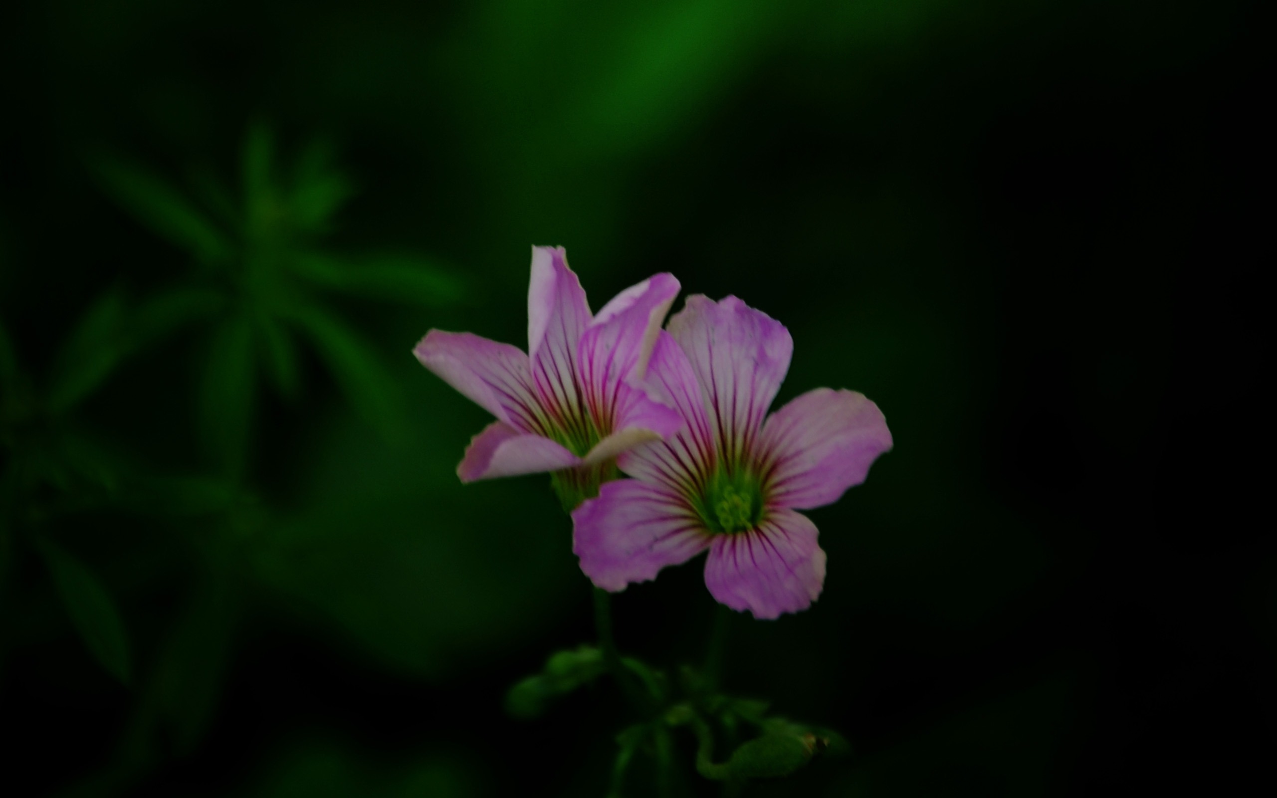 Tyto květiny (Pretty in Pink 526 záznamů) #12 - 2560x1600