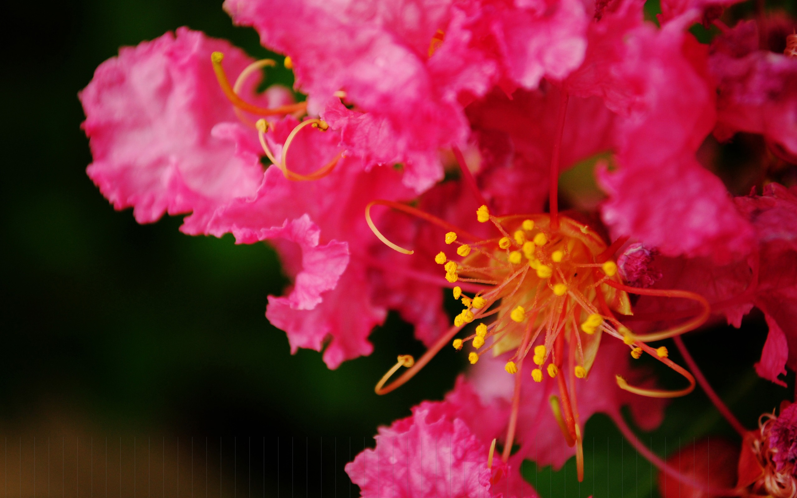 花（Pretty in Pinkで526エントリ） #3 - 2560x1600