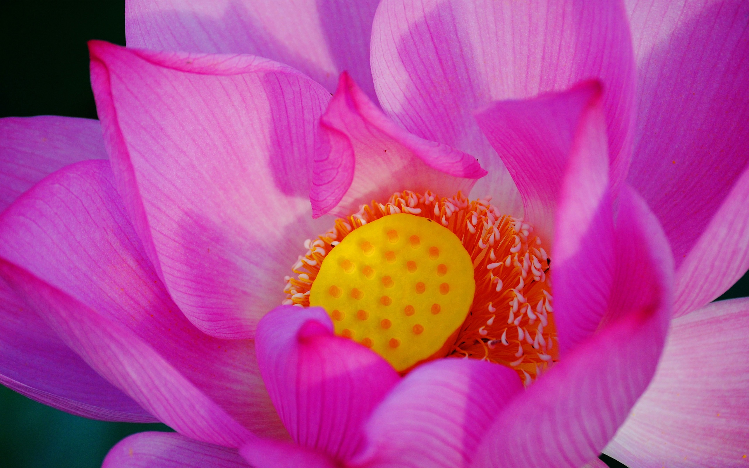 Flores (Pretty in Pink 526 registros) #18 - 2560x1600