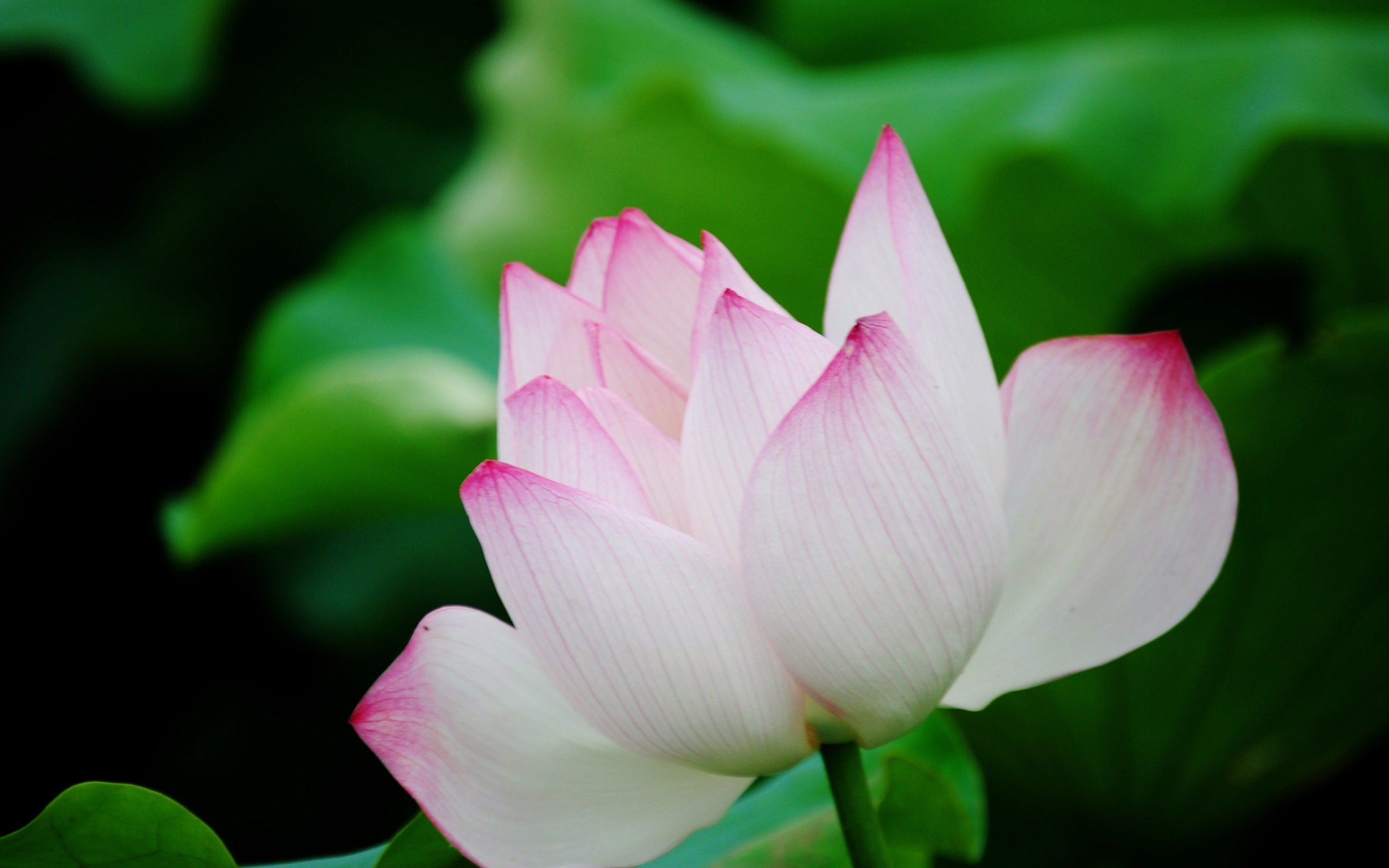 Lotus (Pretty in Pink 526 registros) #7 - 2560x1600