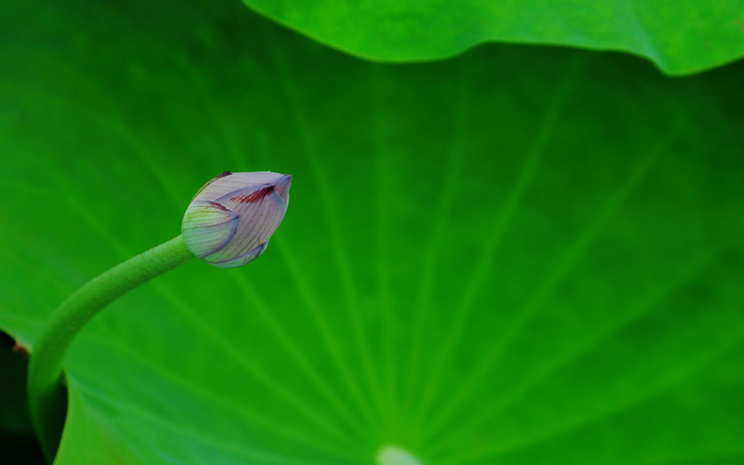 Lotus (Pretty in Pink 526 entries) #8 - 2560x1600