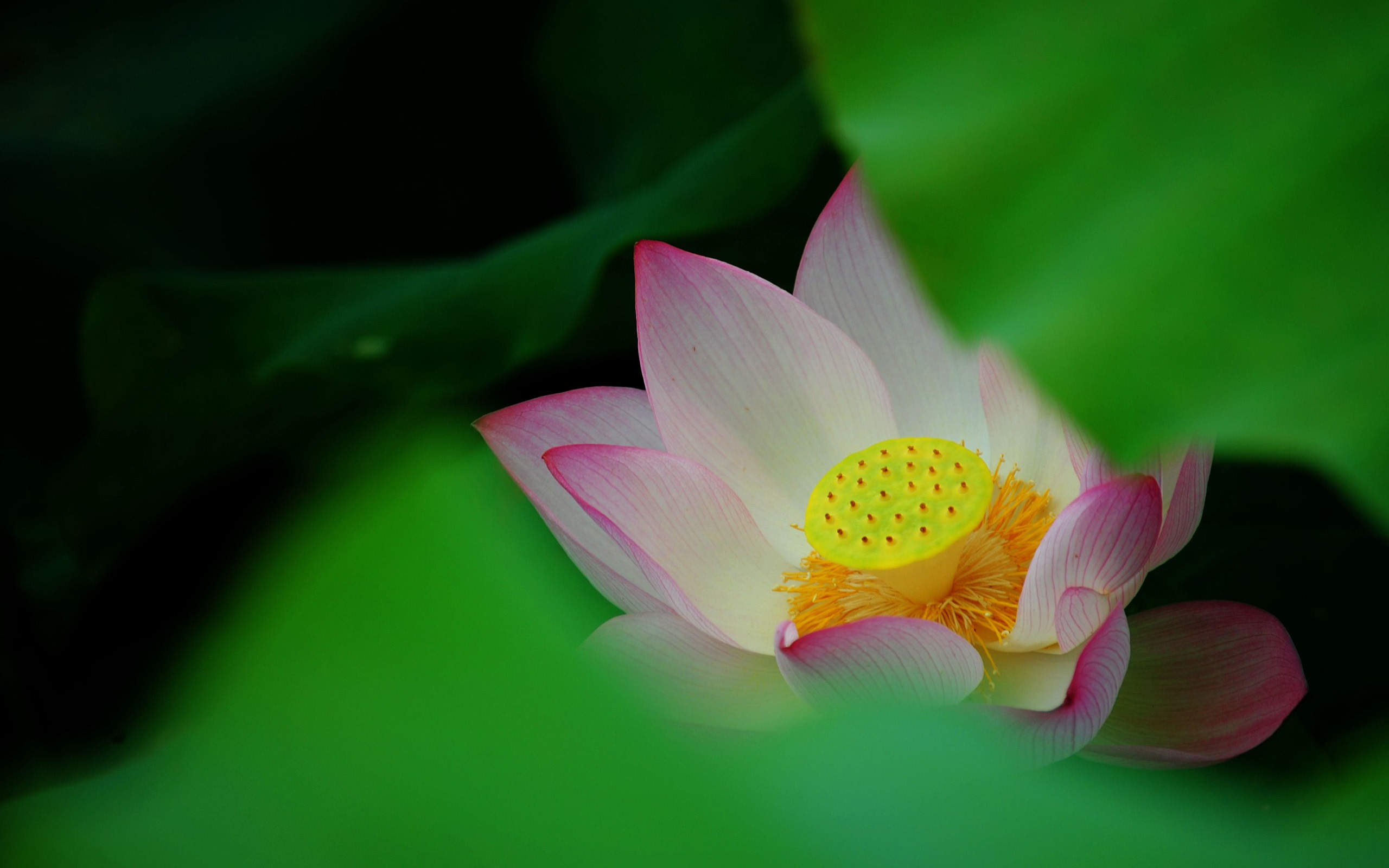 Lotus (Pretty in Pink 526 entries) #12 - 2560x1600
