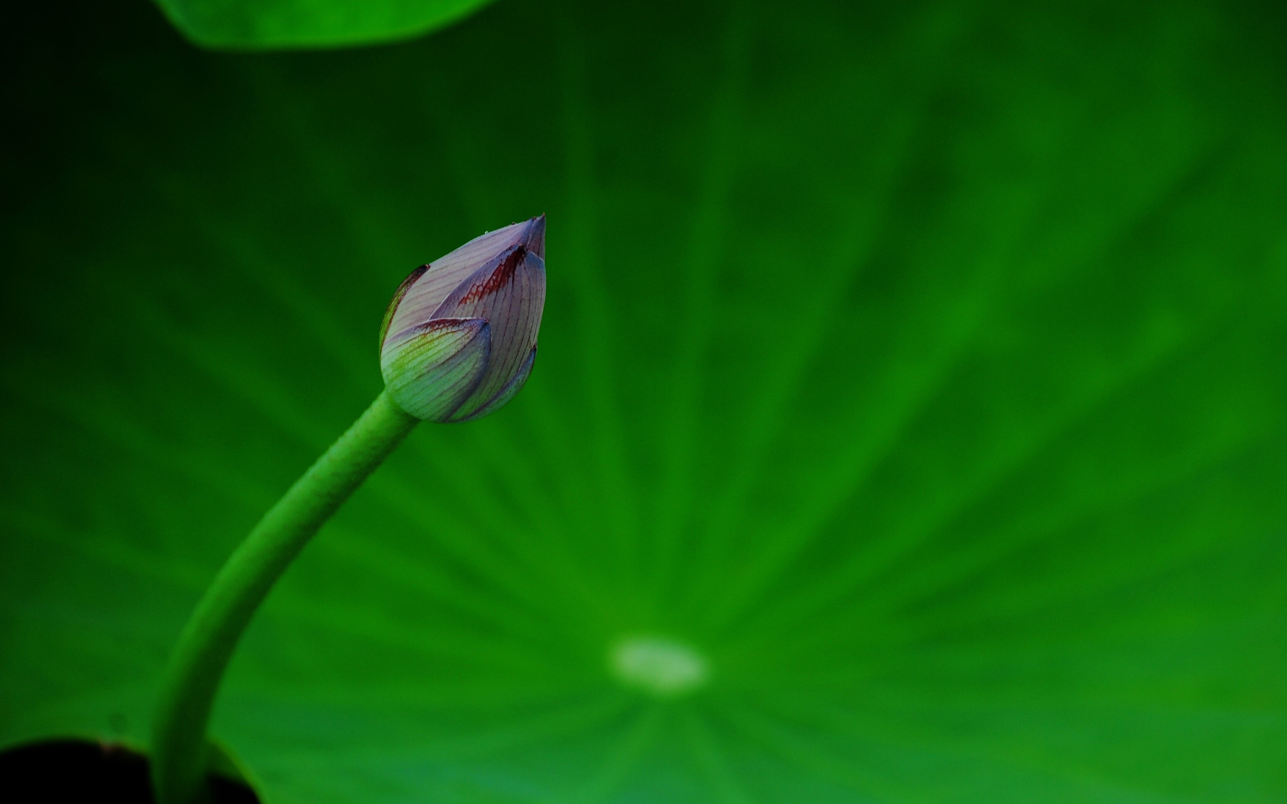 Lotus (Pretty in Pink 526 entries) #16 - 2560x1600