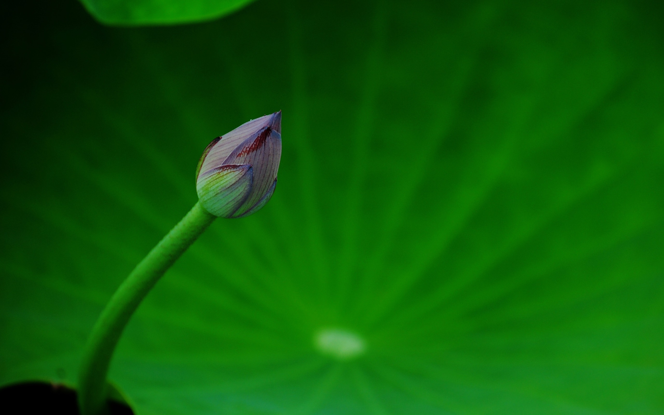 Lotus (Pretty in Pink 526 registros) #16 - 2560x1600