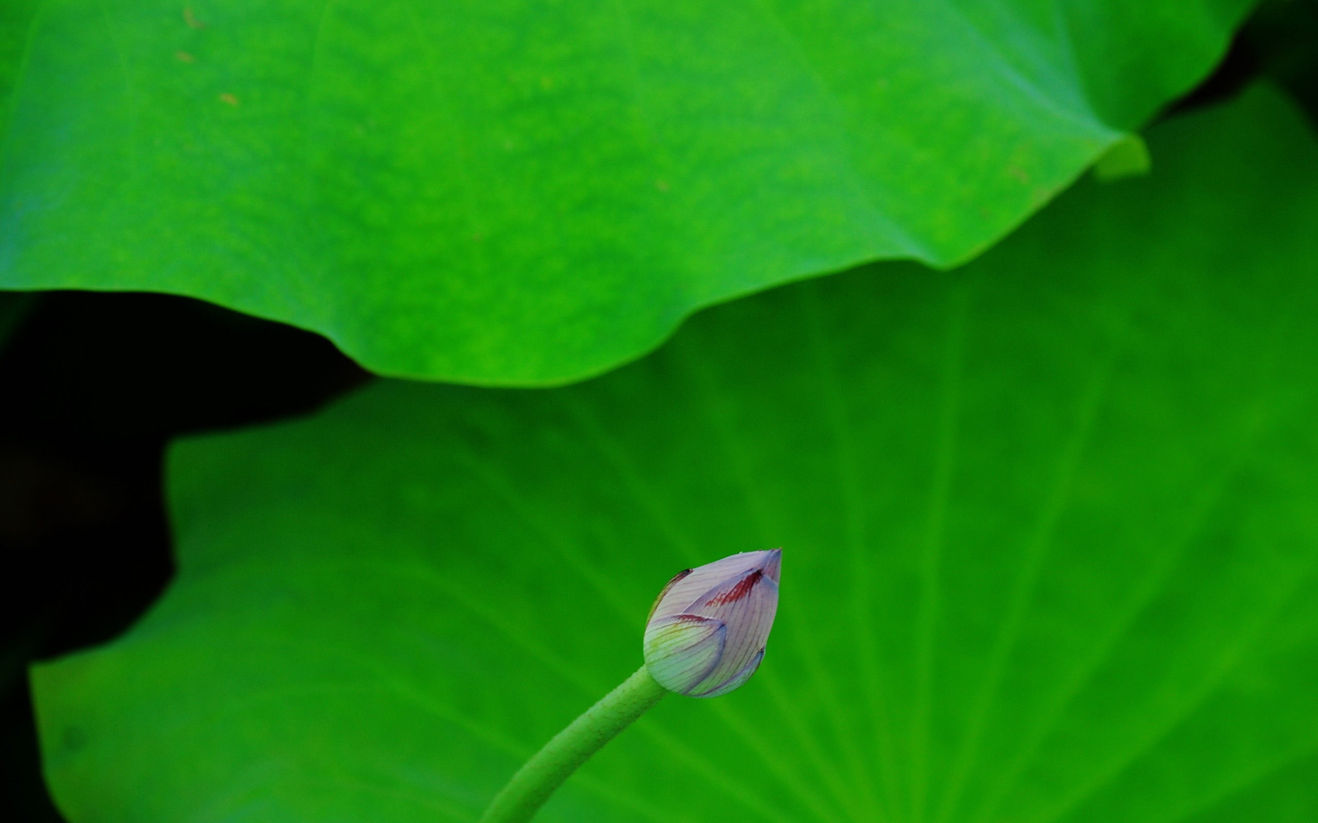 Lotus (Pretty in Pink 526 entries) #17 - 2560x1600