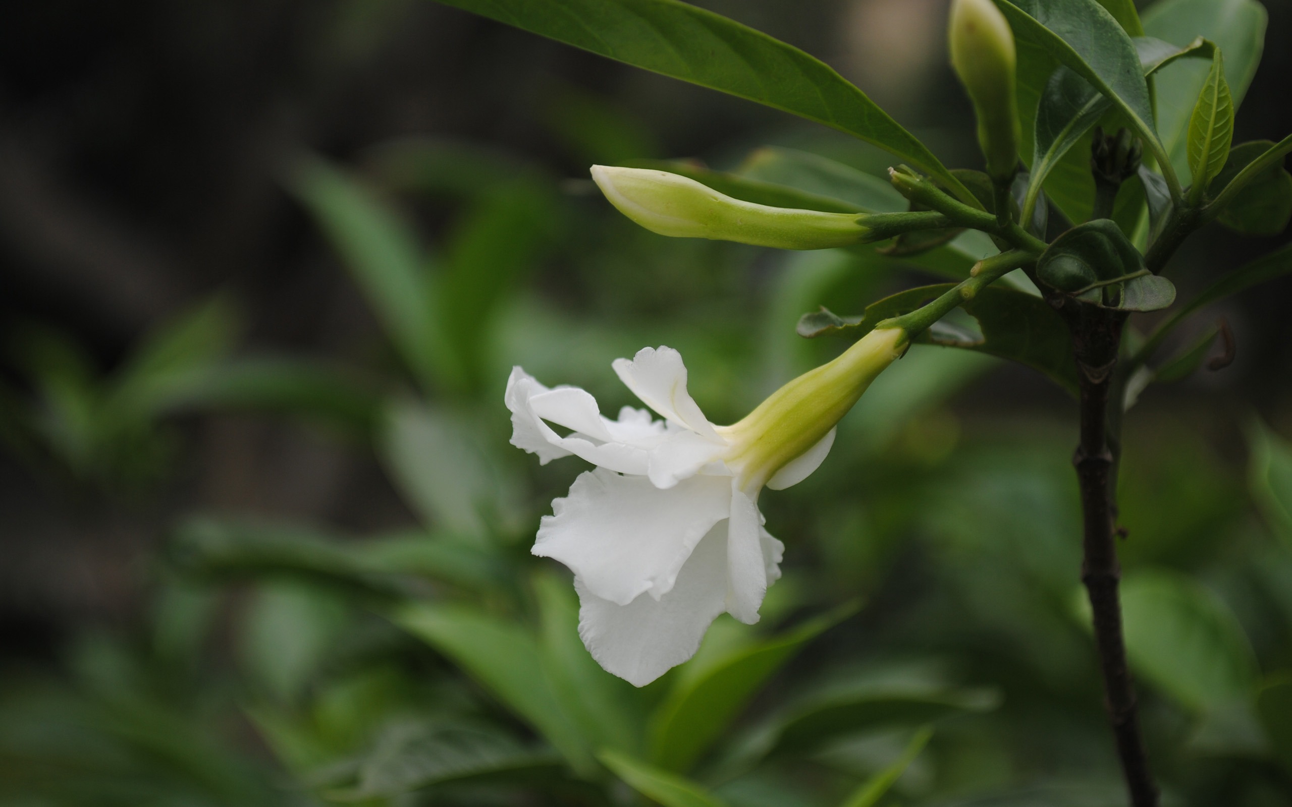 매크로 꽃 잔디 (2) (genzhukou 작동) #6 - 2560x1600