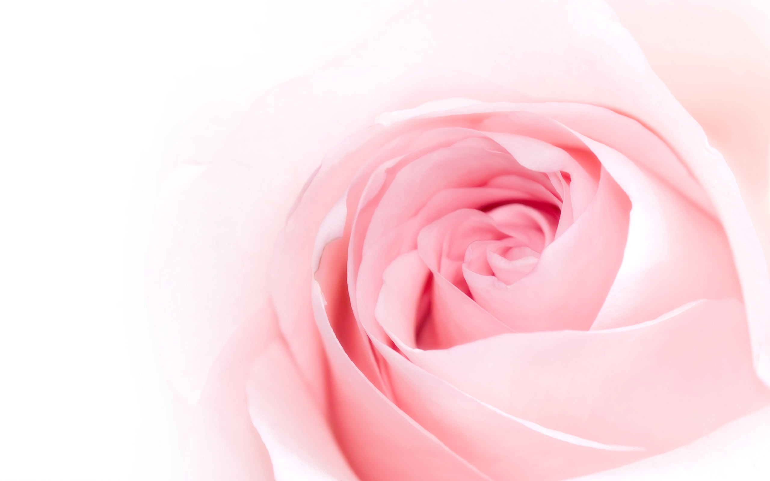 Velké Rose Foto tapety (5) #9 - 2560x1600