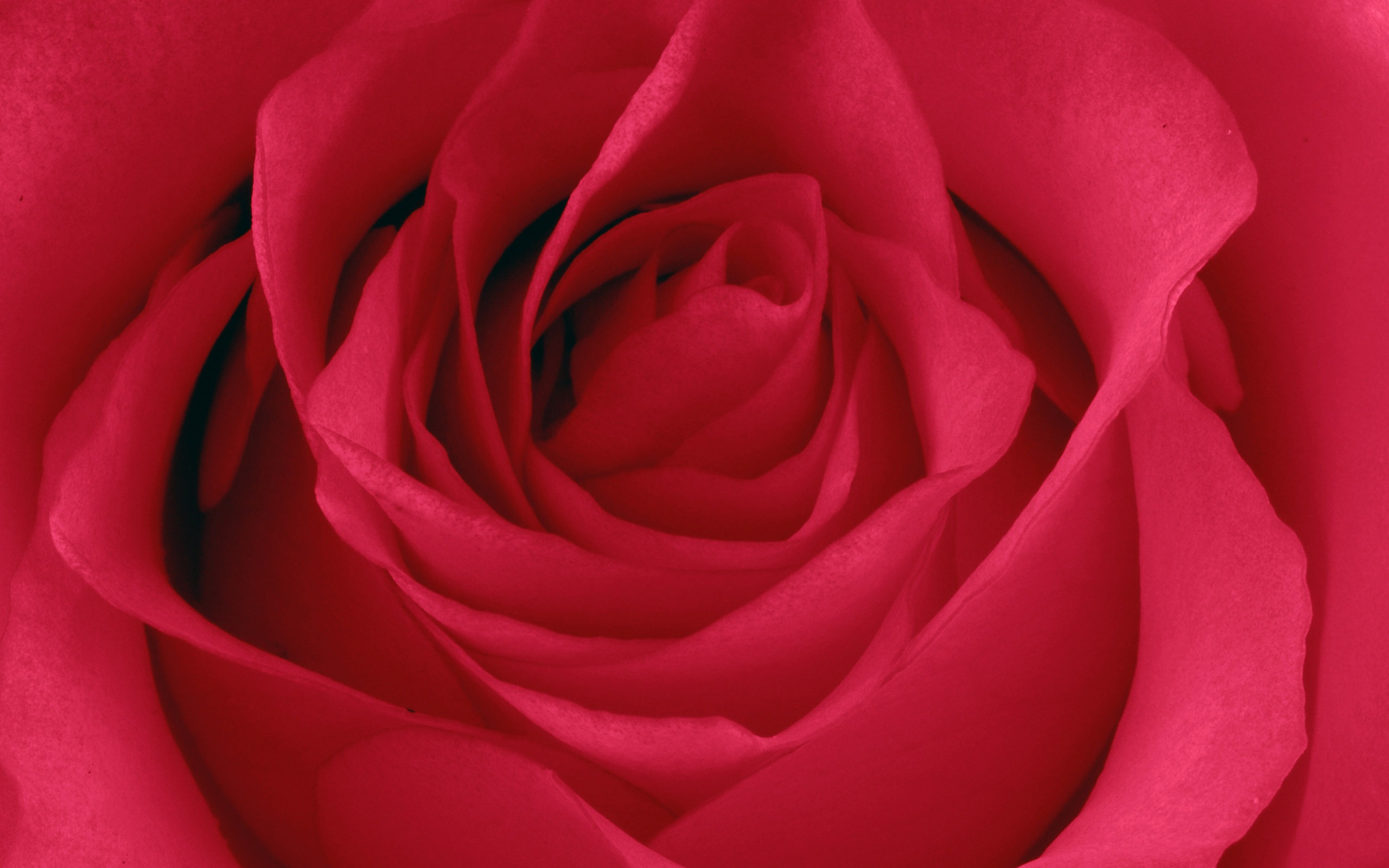 超大玫瑰写真 壁纸(五)11 - 2560x1600