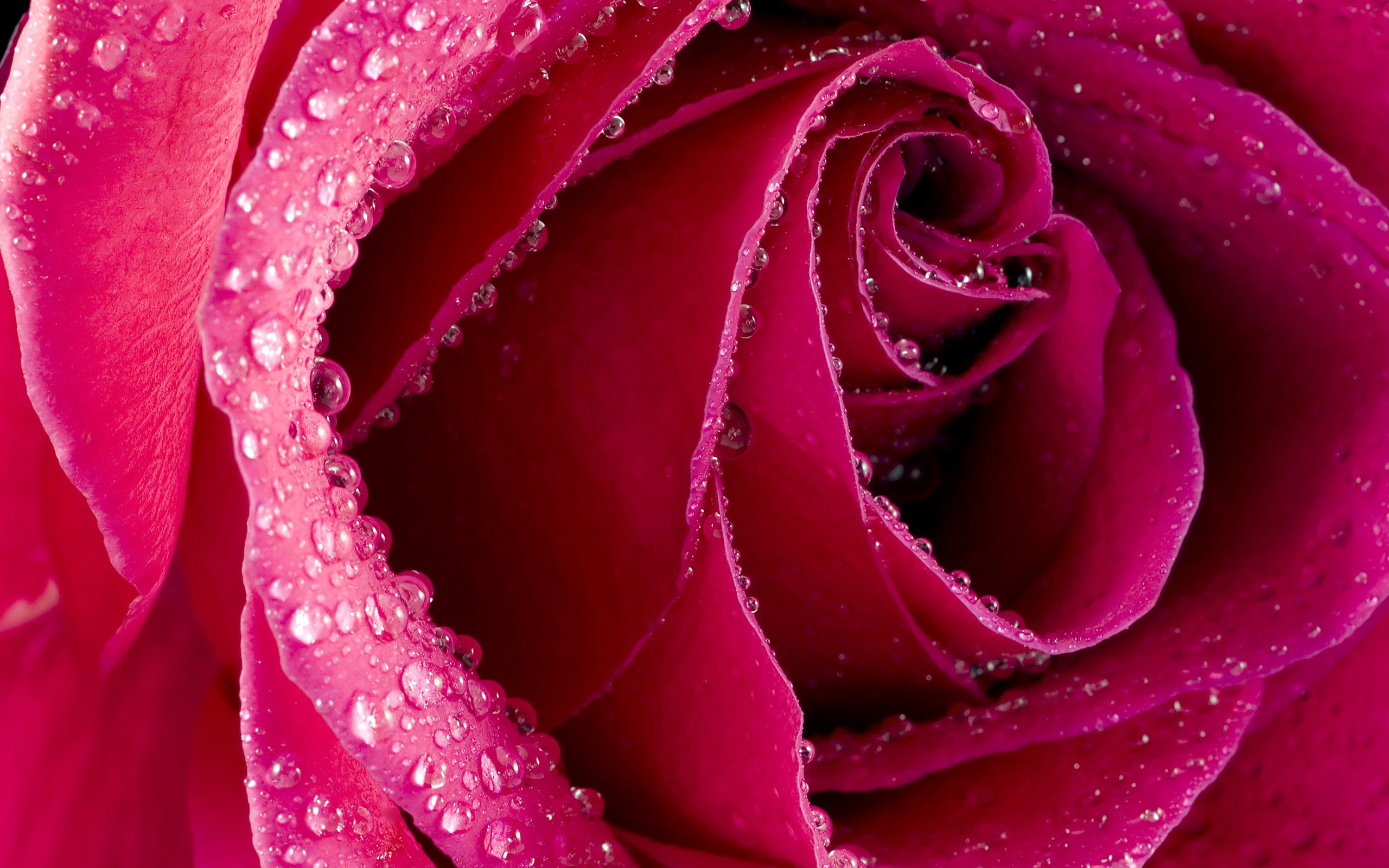 Velké Rose Foto tapety (6) #1 - 2560x1600