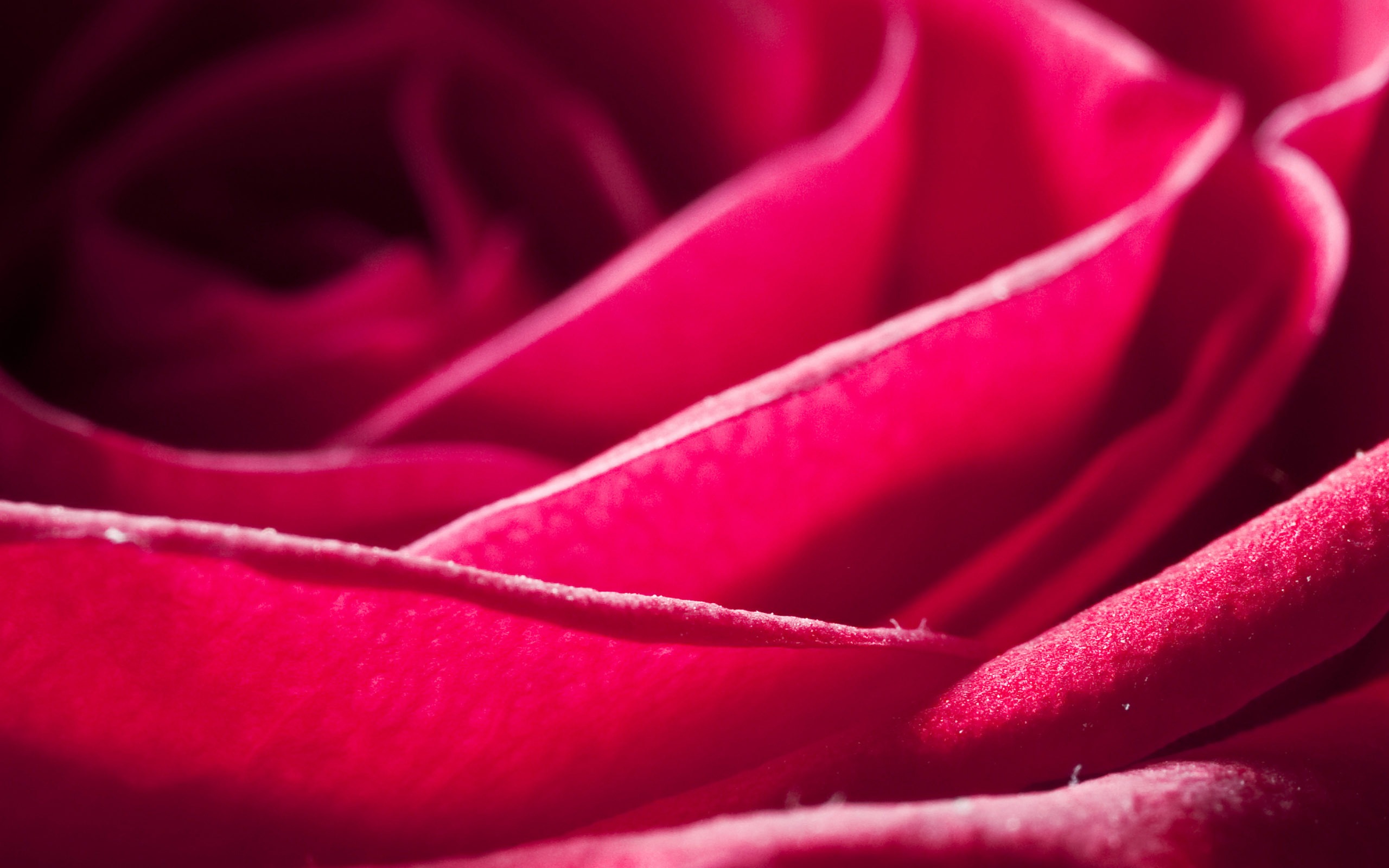 Velké Rose Foto tapety (6) #10 - 2560x1600