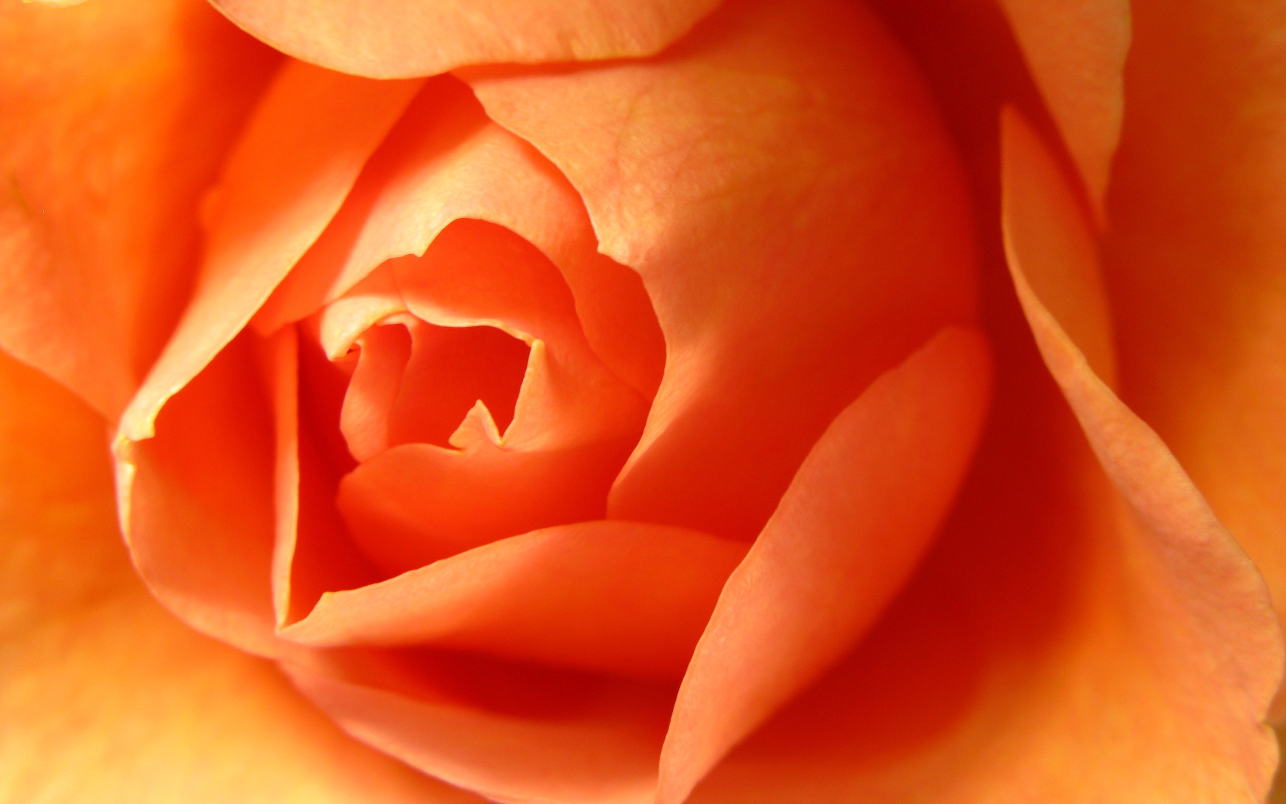 Velké Rose Foto tapety (6) #11 - 2560x1600