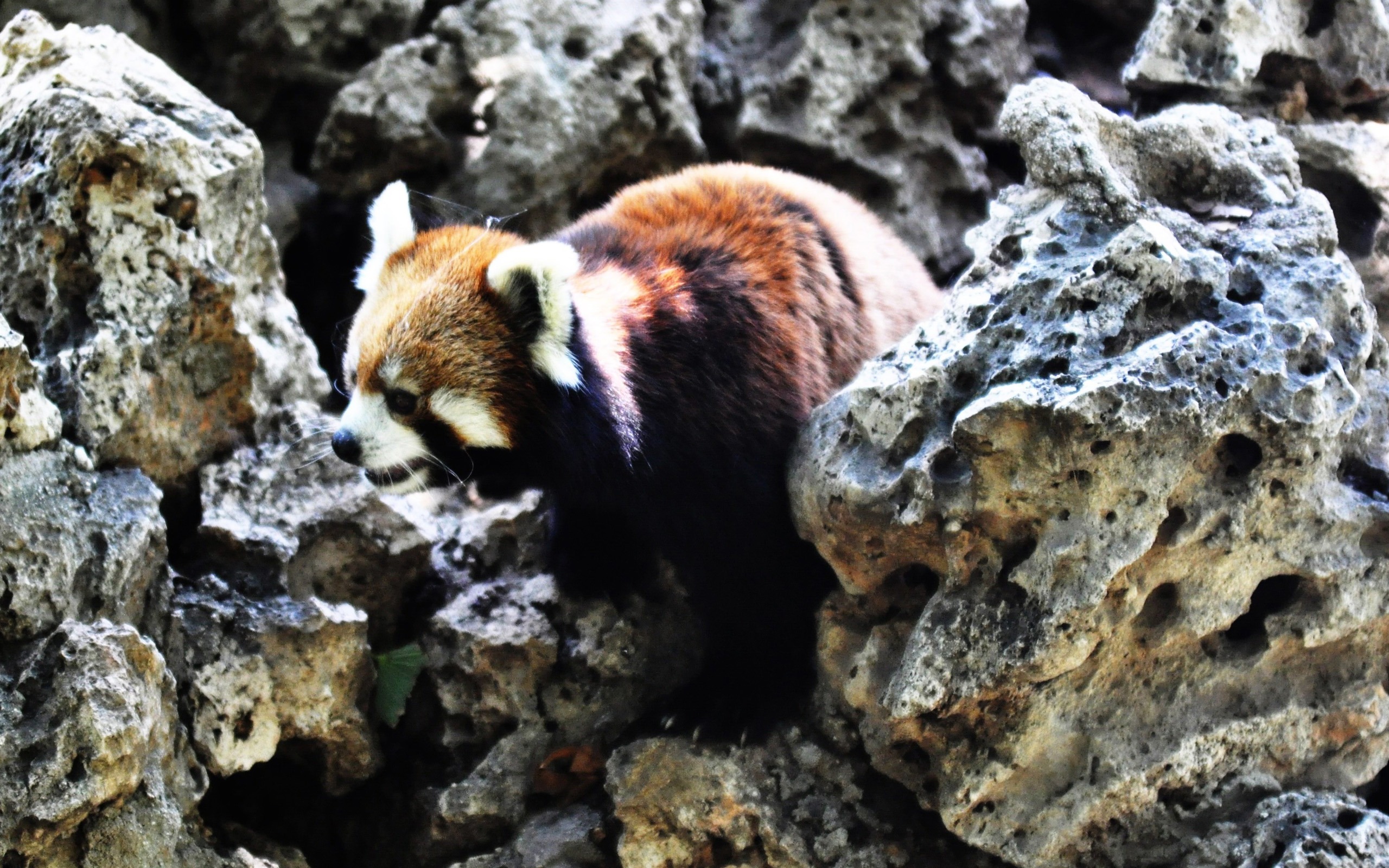 動物ワイド壁紙コレクション (14) #4 - 2560x1600