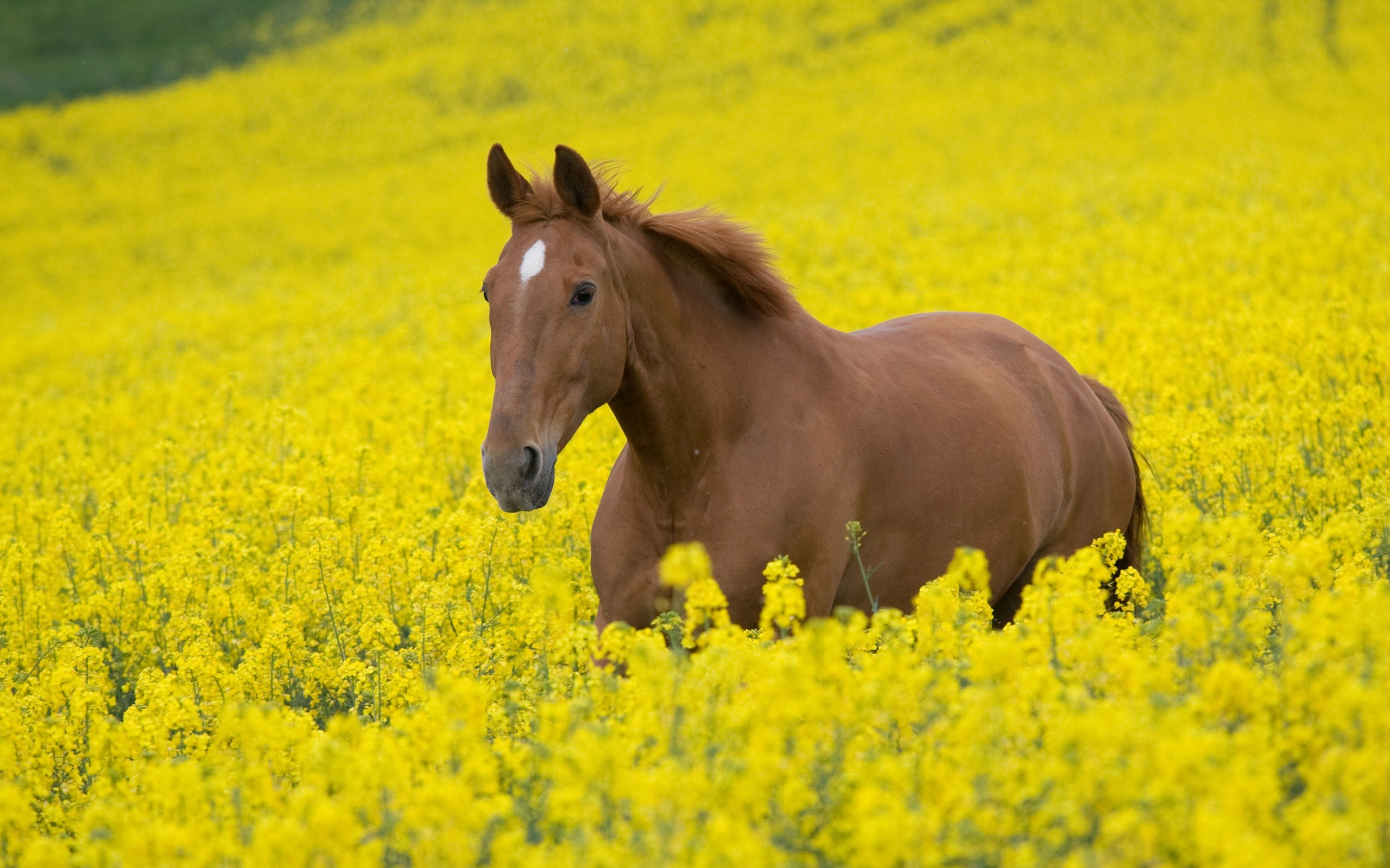 Супер лошадь фото обои (2) #3 - 2560x1600