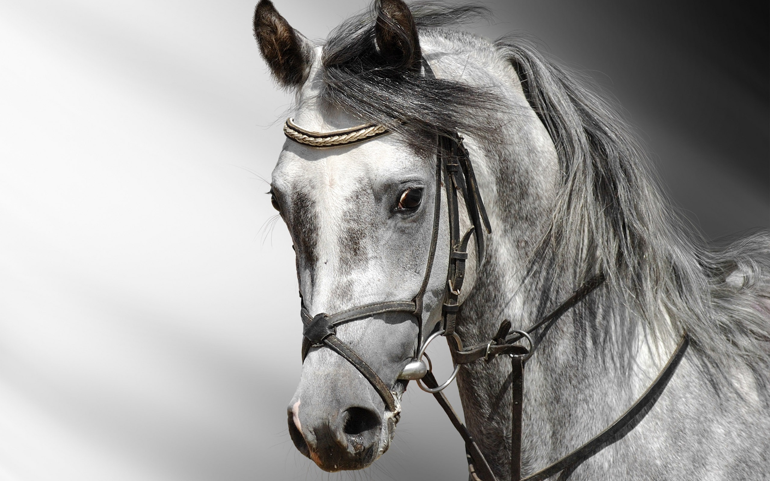 Супер лошадь фото обои (2) #9 - 2560x1600