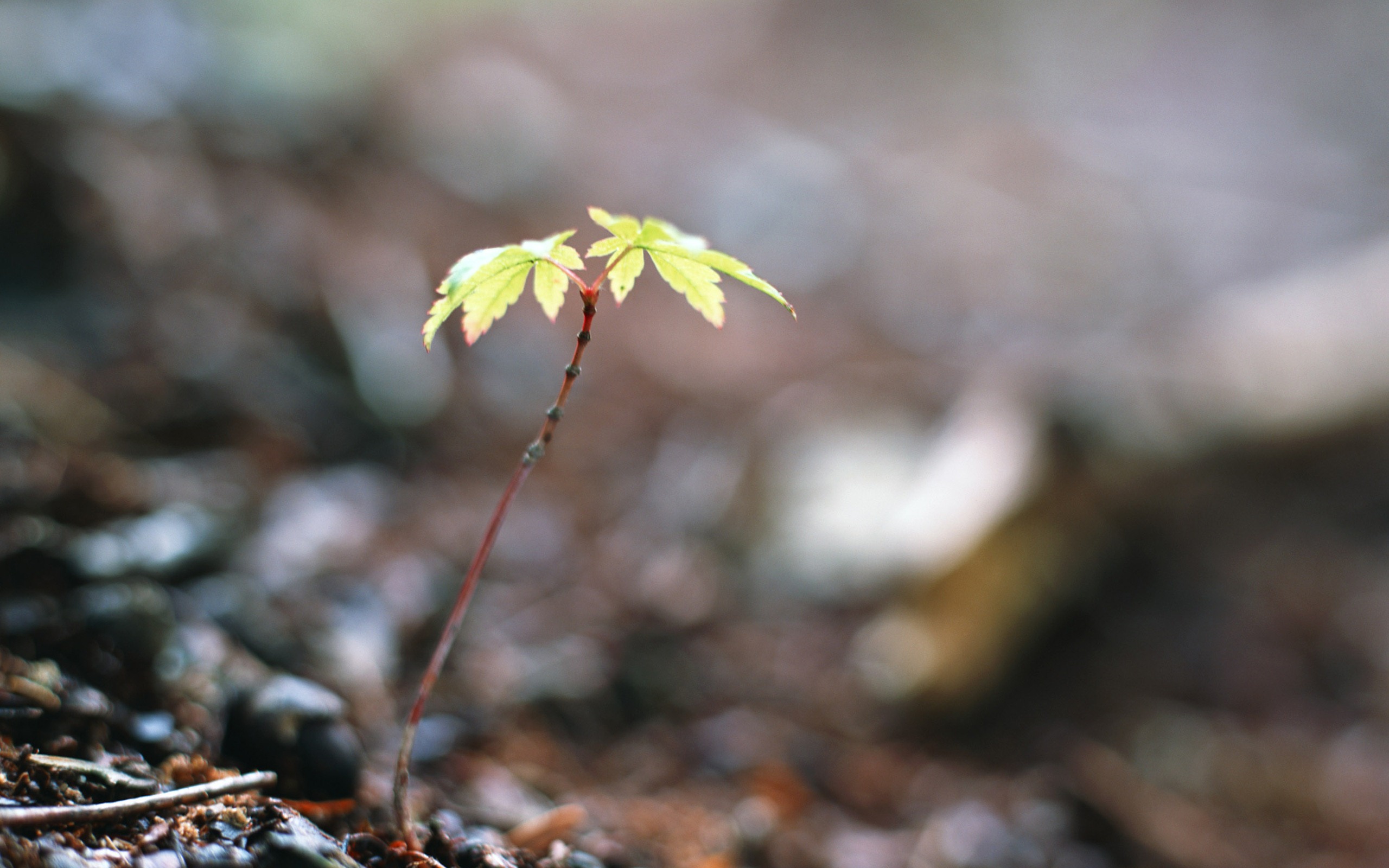 嫩綠的新芽特寫壁紙 #5 - 2560x1600