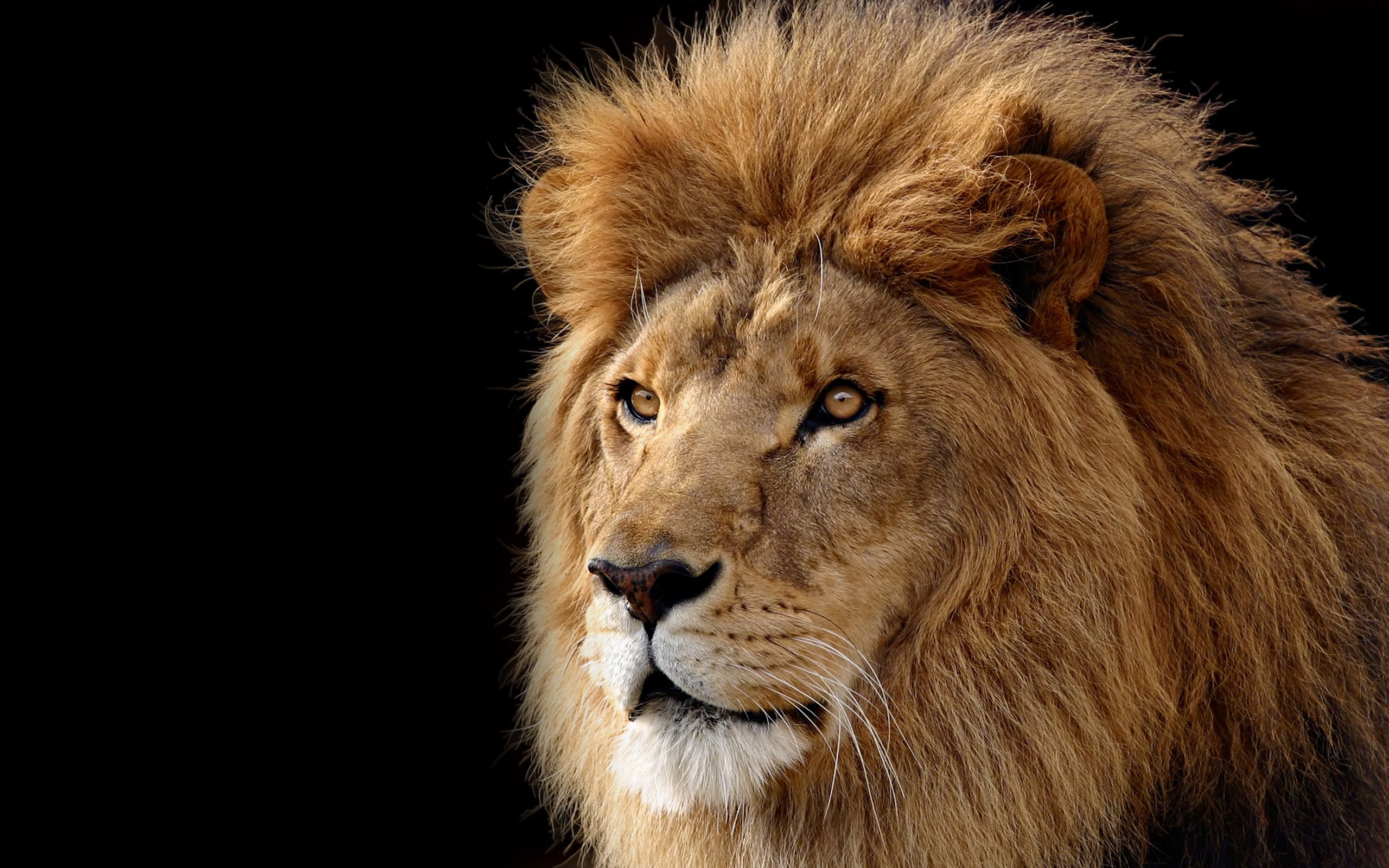 Mac OS X the Lion Apple systems official HD wallpapers #14 - 2560x1600