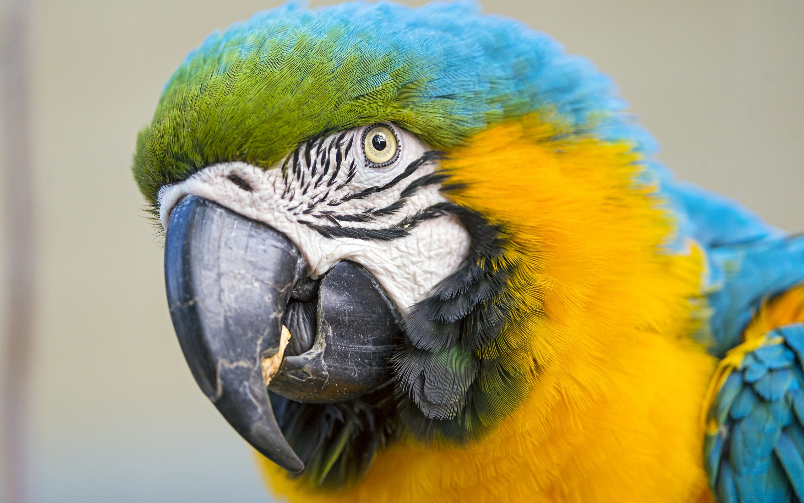 Macaw close-up fonds d'écran HD #15 - 2560x1600