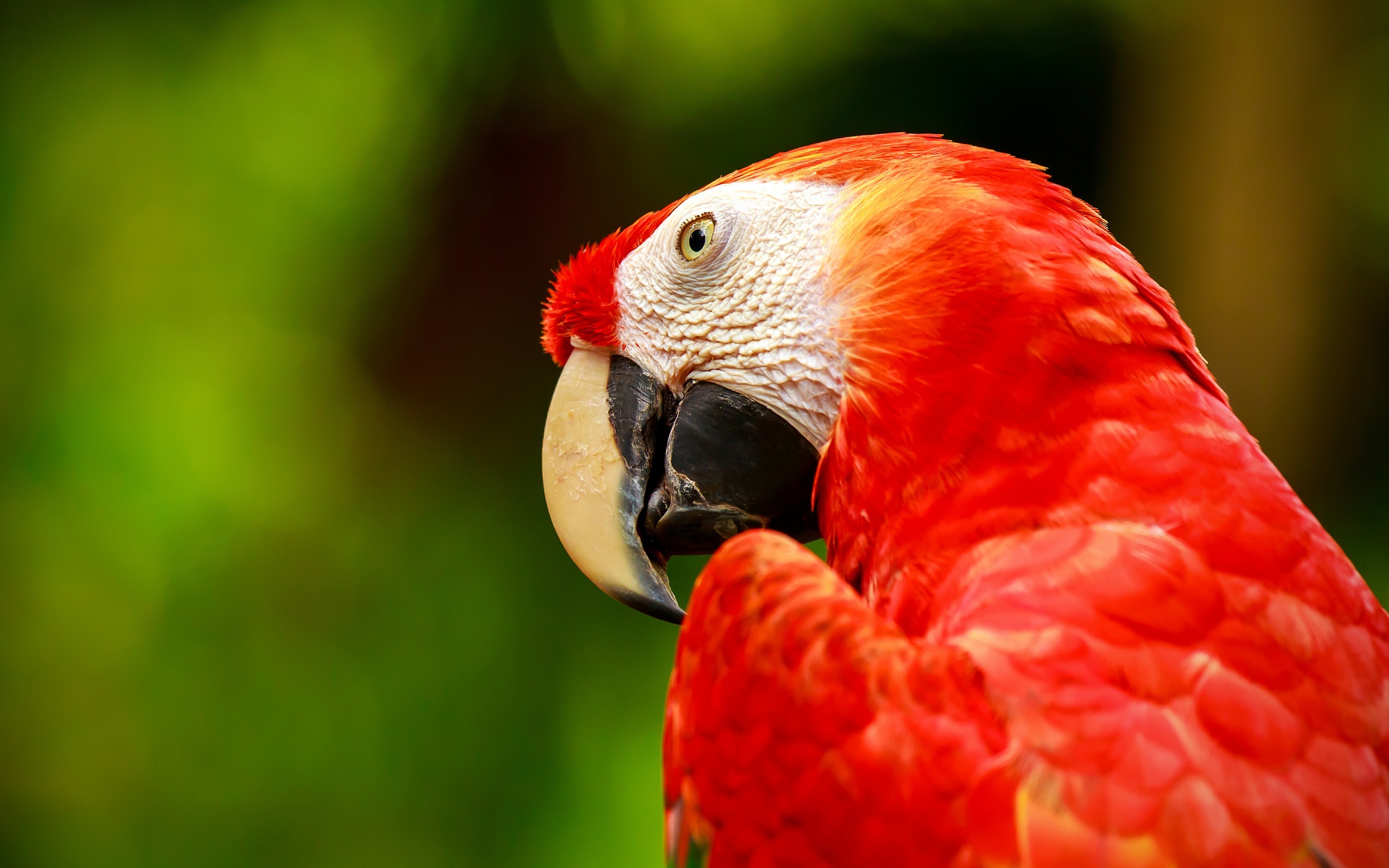 Macaw close-up fonds d'écran HD #26 - 2560x1600