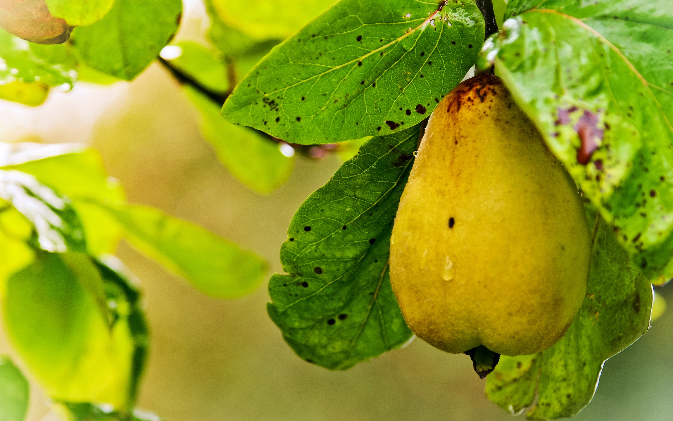Succulent fruit, pears close-up HD wallpapers #8 - 2560x1600
