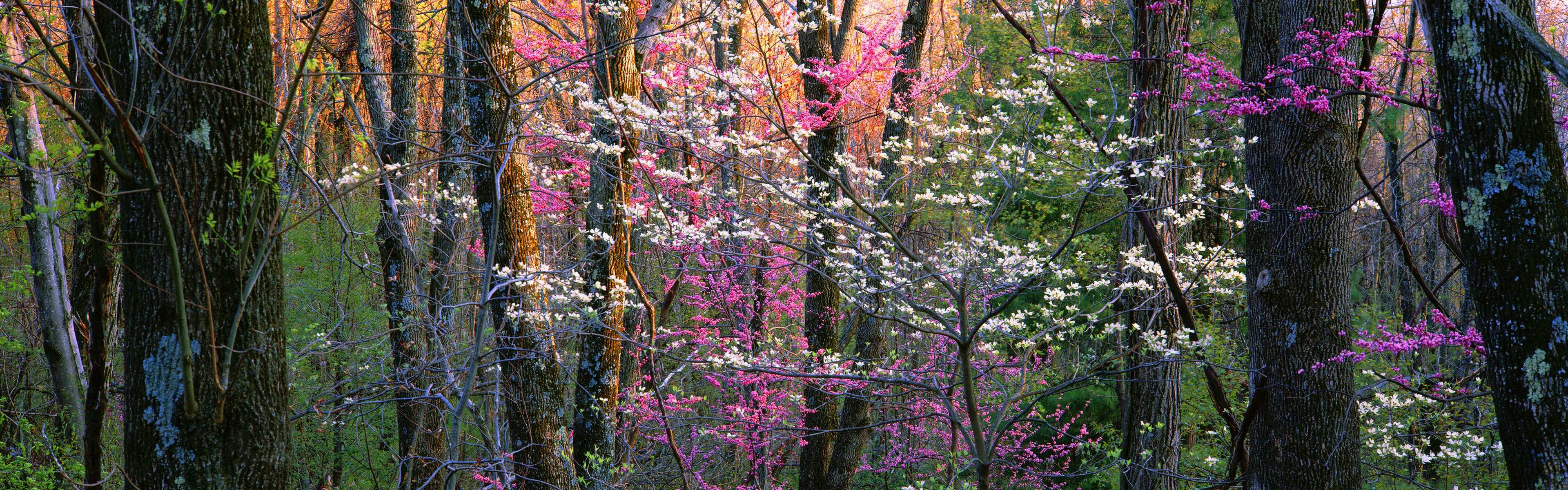 Windows 8 oficiální panoramatické tapety, vlny, lesy, majestátní hory #3 - 3840x1200