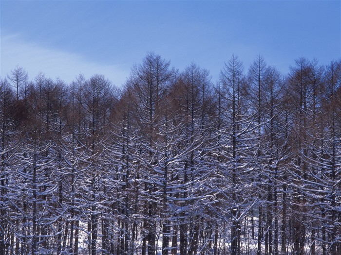 forêt, la neige fond d'écran (2) #17