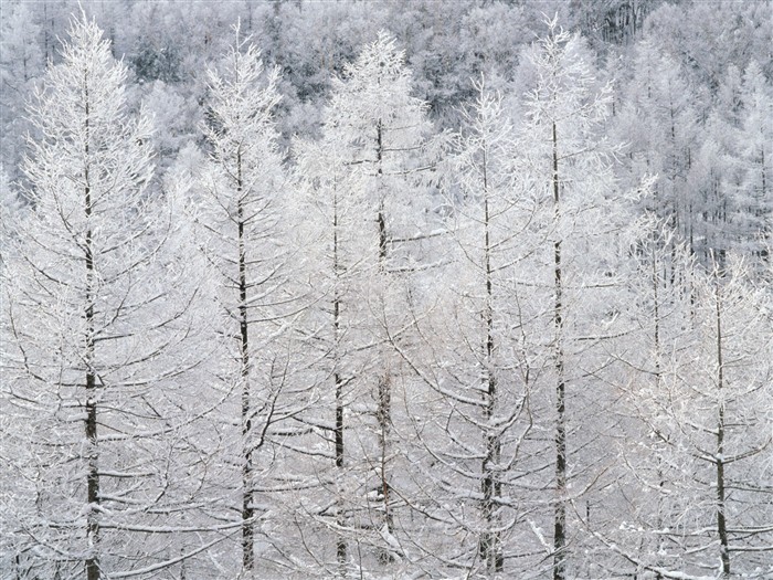 Снег лесной обои (2) #19