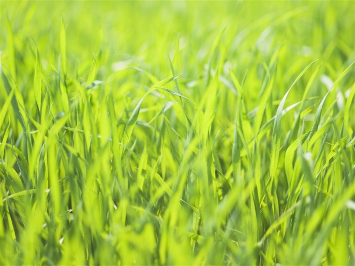 Green Grass обои (2) #3