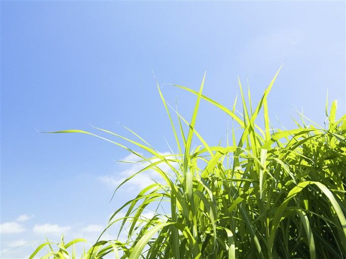 Green Grass обои (3) #3