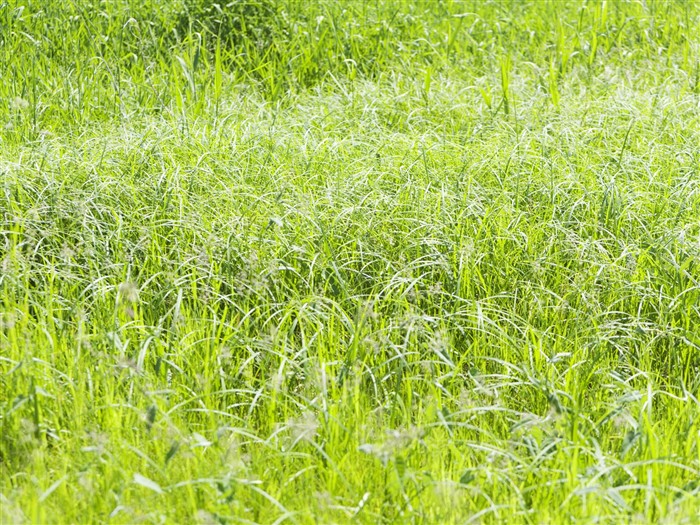 Green Grass Tapete (4) #7