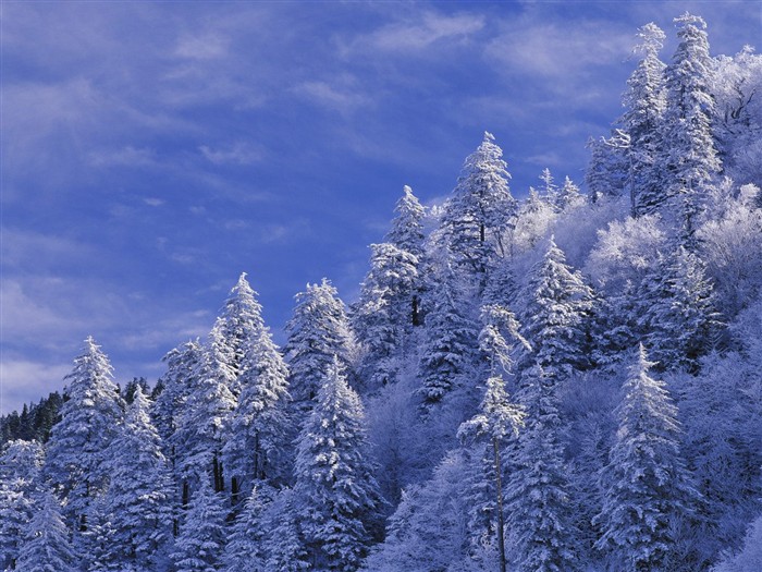Snow forest wallpaper (3) #2
