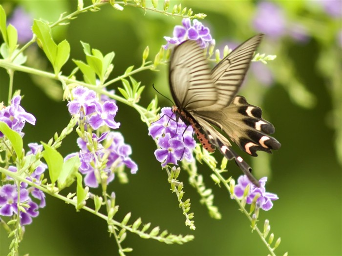 Fondo de pantalla de fotos de mariposas (3) #3