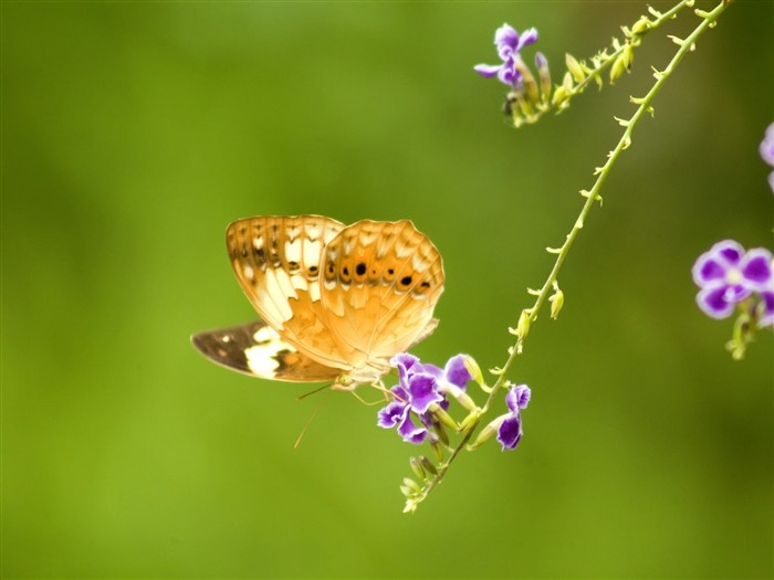 Fondo de pantalla de fotos de mariposas (3) #8