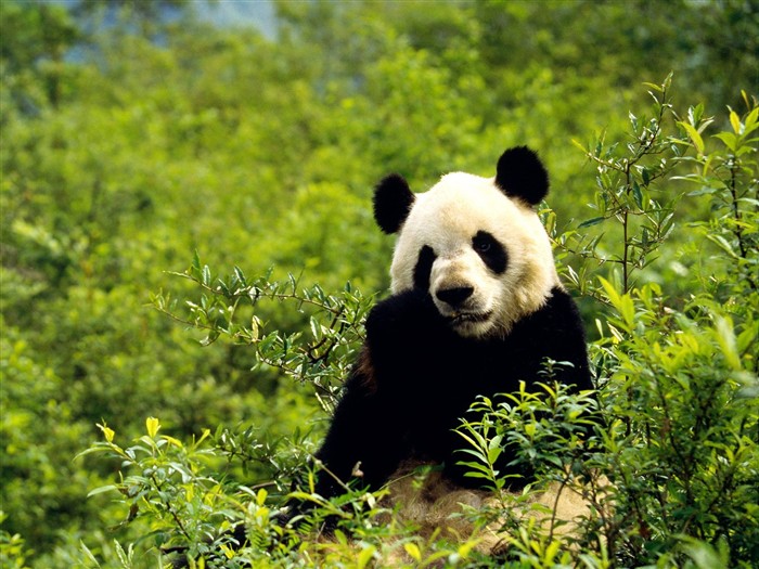 国宝熊猫壁纸专辑8