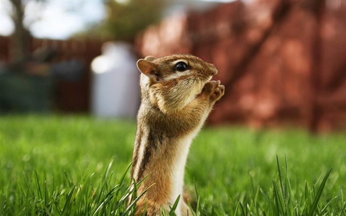 Cute Chipmunk Tapete #1