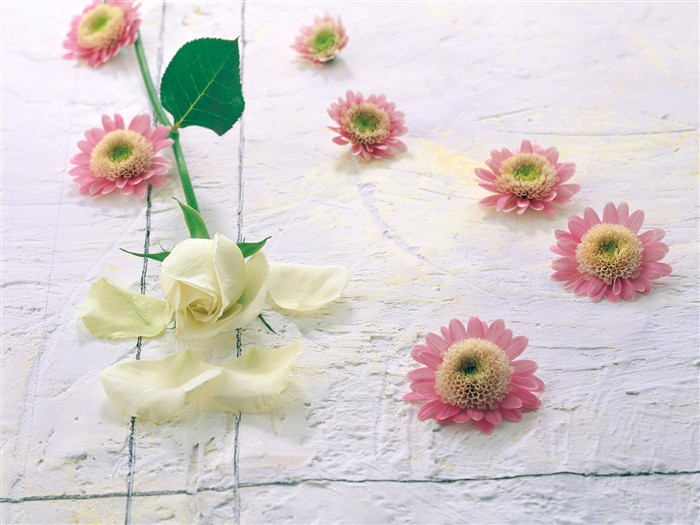 Indoor flower wallpaper (1) #8