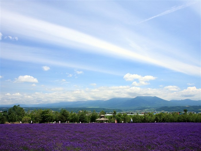 paysage de campagne Hokkaido #3