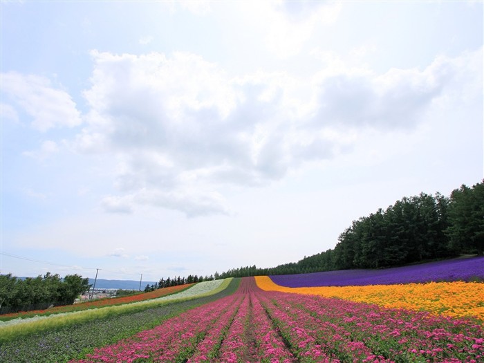 Hokkaido countryside scenery #19