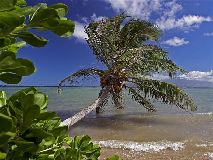 Hawaiianischer Strand Landschaft #13