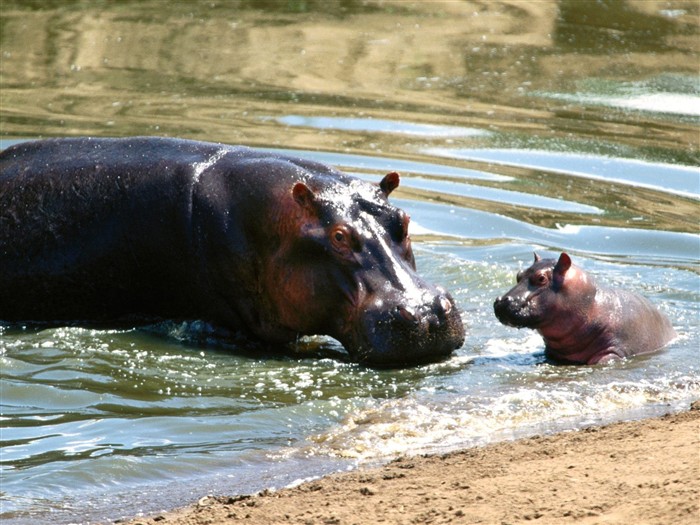 Hippo Foto Wallpaper #7