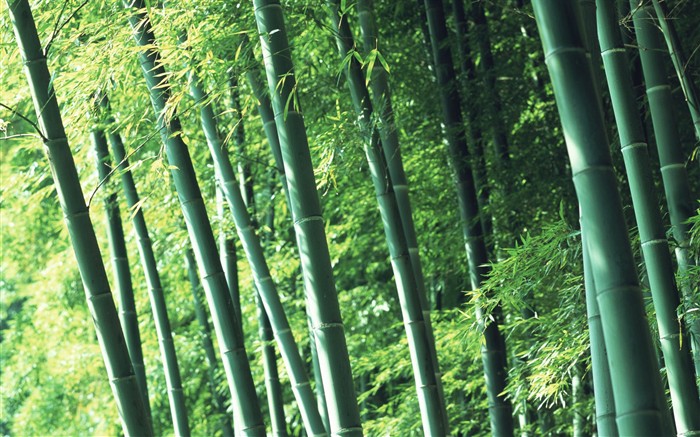 Papel tapiz verde de bambú #2