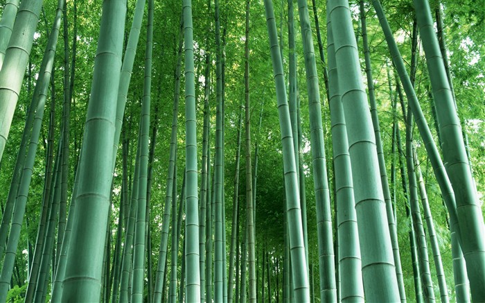 Зеленый бамбук обои #3