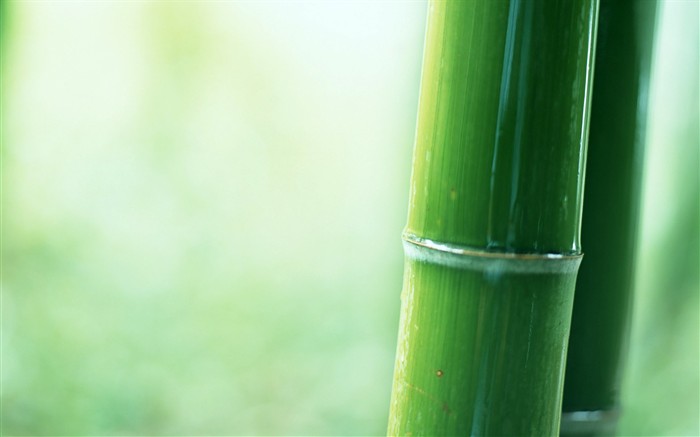Papel tapiz verde de bambú #10