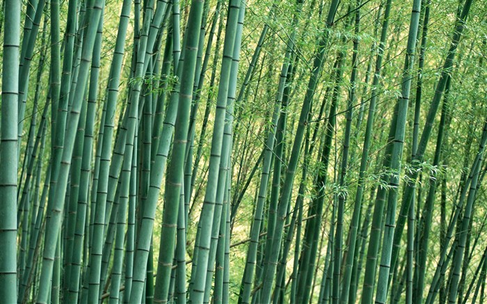 Papel tapiz verde de bambú #11